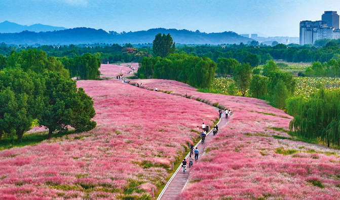平天湖畔粉黛開 游人踏景入畫來(lái)