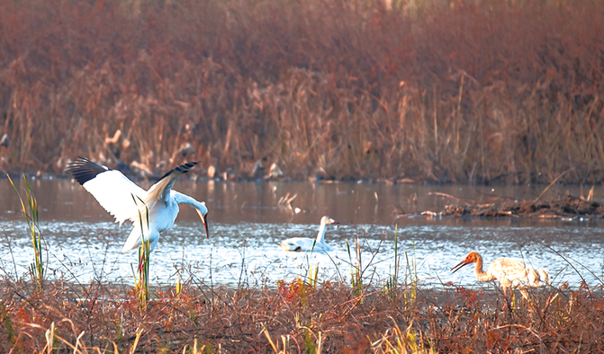 已發(fā)現(xiàn)3只！珍禽白鶴再現(xiàn)平天湖